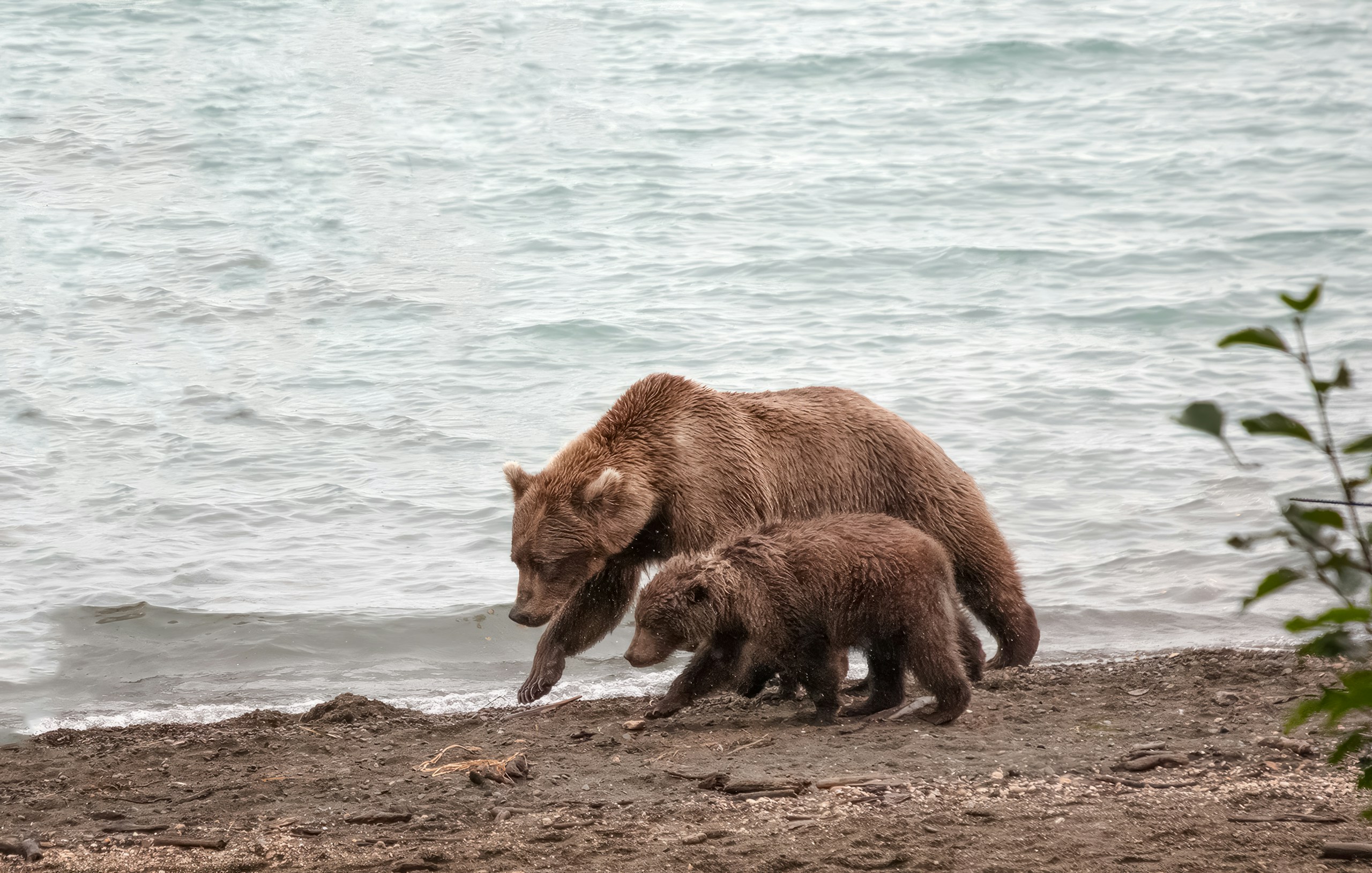 Une maman ourse avec son petit à Brook Falls - Alaska